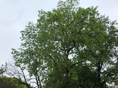 景点-上海市龙华烈士陵园