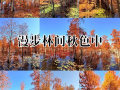 -池杉湖湿地公园