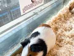 -怪兽屋·羊驼·猫咖·狗咖(俊华广场店)