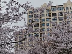 -高东镇樱花园