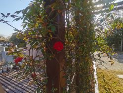 点击看大图 -安琪朵朵独栋花园月子中心