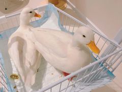 -怪兽屋·羊驼·猫咖·狗咖(俊华广场店)