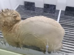 -宠颐生宠物医院·骨外科·犬猫全科诊疗中心(池州店)