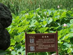 -莲湖公园
