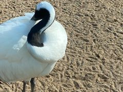 -盐城丹顶鹤湿地生态旅游区