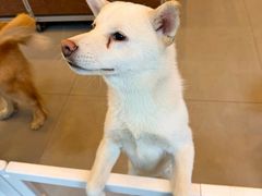 -南京宠物基地·宠物狗宠物猫售卖(南京店)