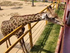 -西霞口神雕山野生动物世界