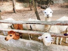 -清迈夜间动物园