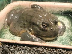-上海大自然野生昆虫馆(东方明珠·爬宠昆虫探索中心)