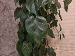 -郑庄脂渣海鲜楼(九水路店)