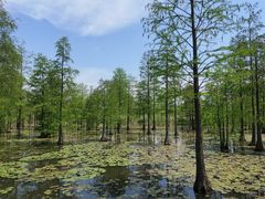 -池杉湖湿地公园