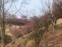 -新建村梅花