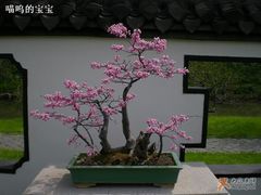 -盆景园(扬州大运河文化旅游度假区)