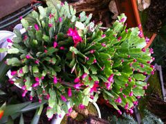 android_upload_pic-金陵花卉交易市场