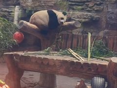 -石家庄市动物园
