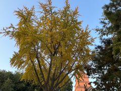 -大慈恩寺(大雁塔)