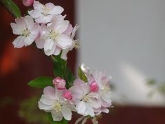 -洛阳市隋唐城遗址植物园