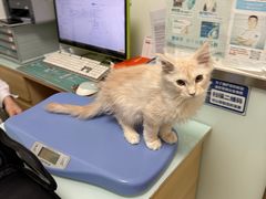 -宠福鑫康馨动物医院·骨科·眼科