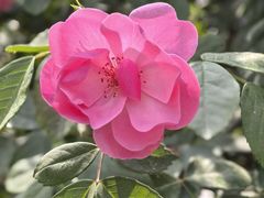 -杨肥肠火锅大排档(火车站花园店)