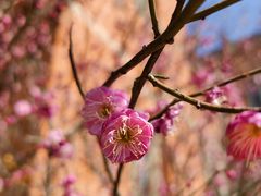 -上海佘山国家森林公园西佘山园