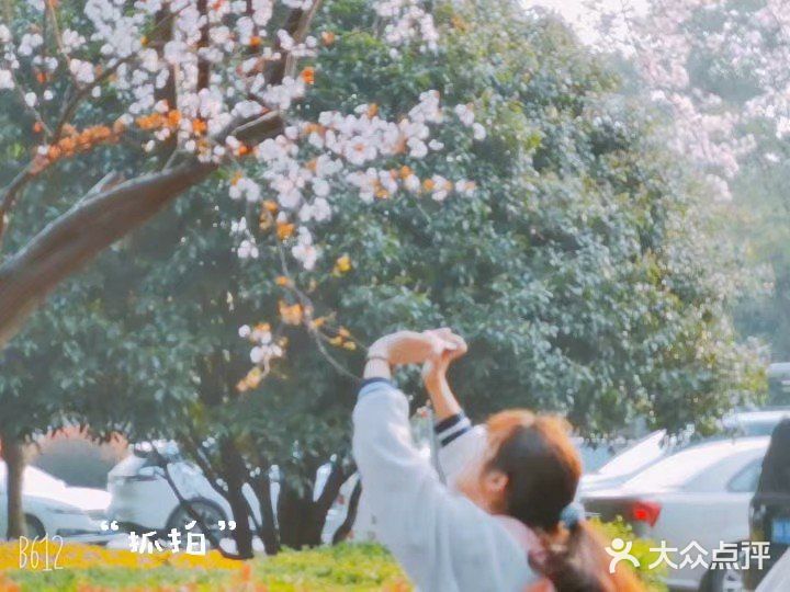 春天一定要去橘子洲逛逛!