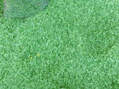 -卜蜂莲花(辽阳西路店)