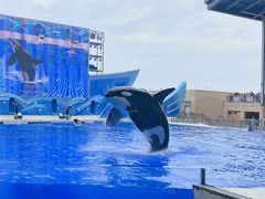 -上海海昌海洋公园