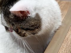 -瞄一喵猫咖(格力海岸店)