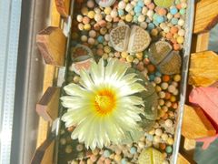 -海底捞火锅(高新活力汇店)