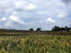 -三圣花乡旅游区