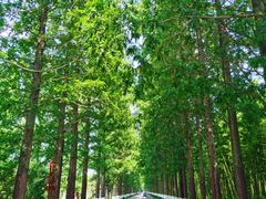 -黄海国家森林公园