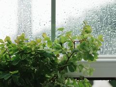 -花神·轻食简餐·咖啡馆·花卉绿植(荷兰花卉小镇店)