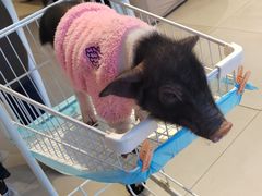 -怪兽屋·羊驼·猫咖·狗咖(俊华广场店)