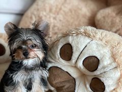 -momokira米努特·德文卷毛猫·棉花面纱犬