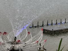 -荷兰花海
