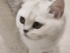 -共舞时光猫咖·狗咖(新街口店)