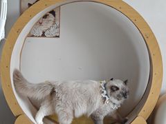 -珠海悠米米努特矮脚猫舍