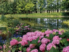 -上海共青森林公园