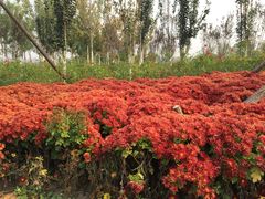 -武清南湖绿博园