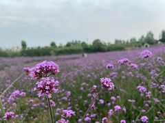 -紫颐香薰山谷景区