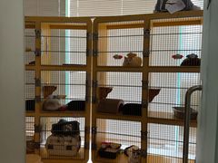 -瑞派申生动物医院·24H夜诊·国际动物医疗中心·骨外科(吴中路店)