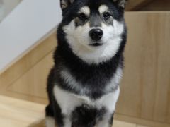 -是阿柴呀！柴犬咖啡·爱喵喵猫咖