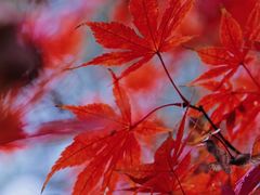 -深业半汤御泉庄温泉