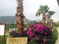 -亚龙湾国际玫瑰谷