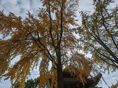 -上海东林寺(金山区)