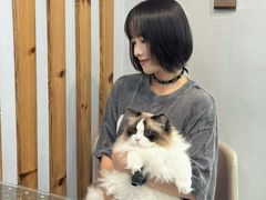 -青奢宠物·青奢猫舍