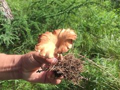 -塞罕坝国家级自然保护区