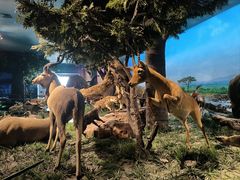 -国家自然博物馆