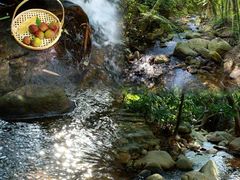 -深圳仙湖植物园