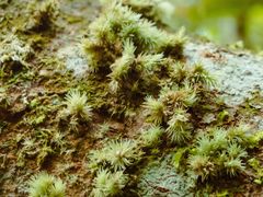 -海南热带雨林国家公园吊罗山景区